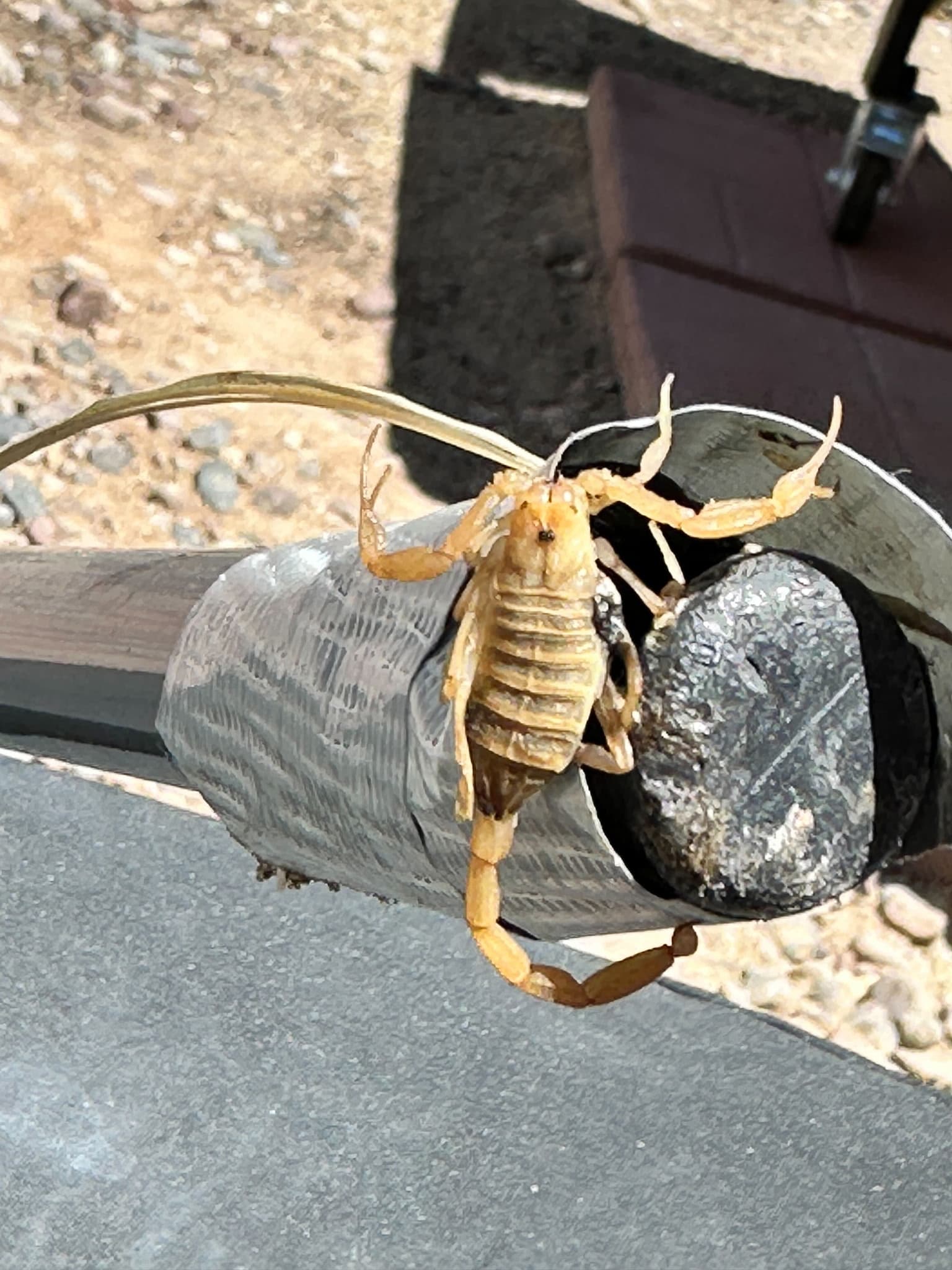 Arizona bark scorpion close up