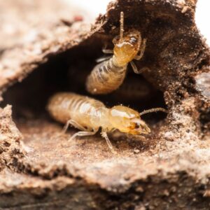 termite control phoenix