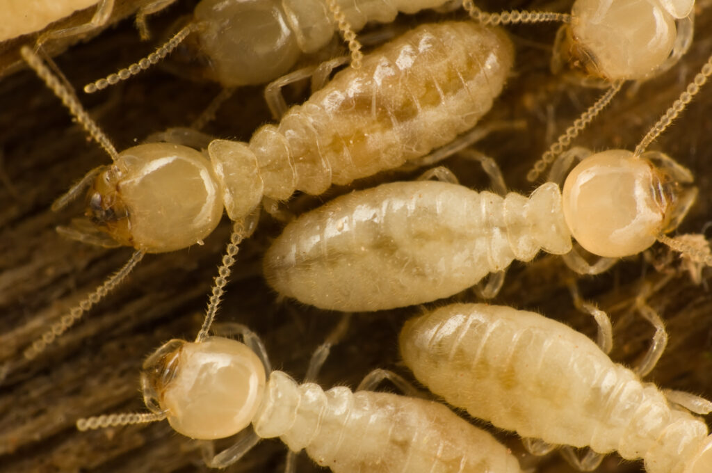 Termite Control Gilbert AZ