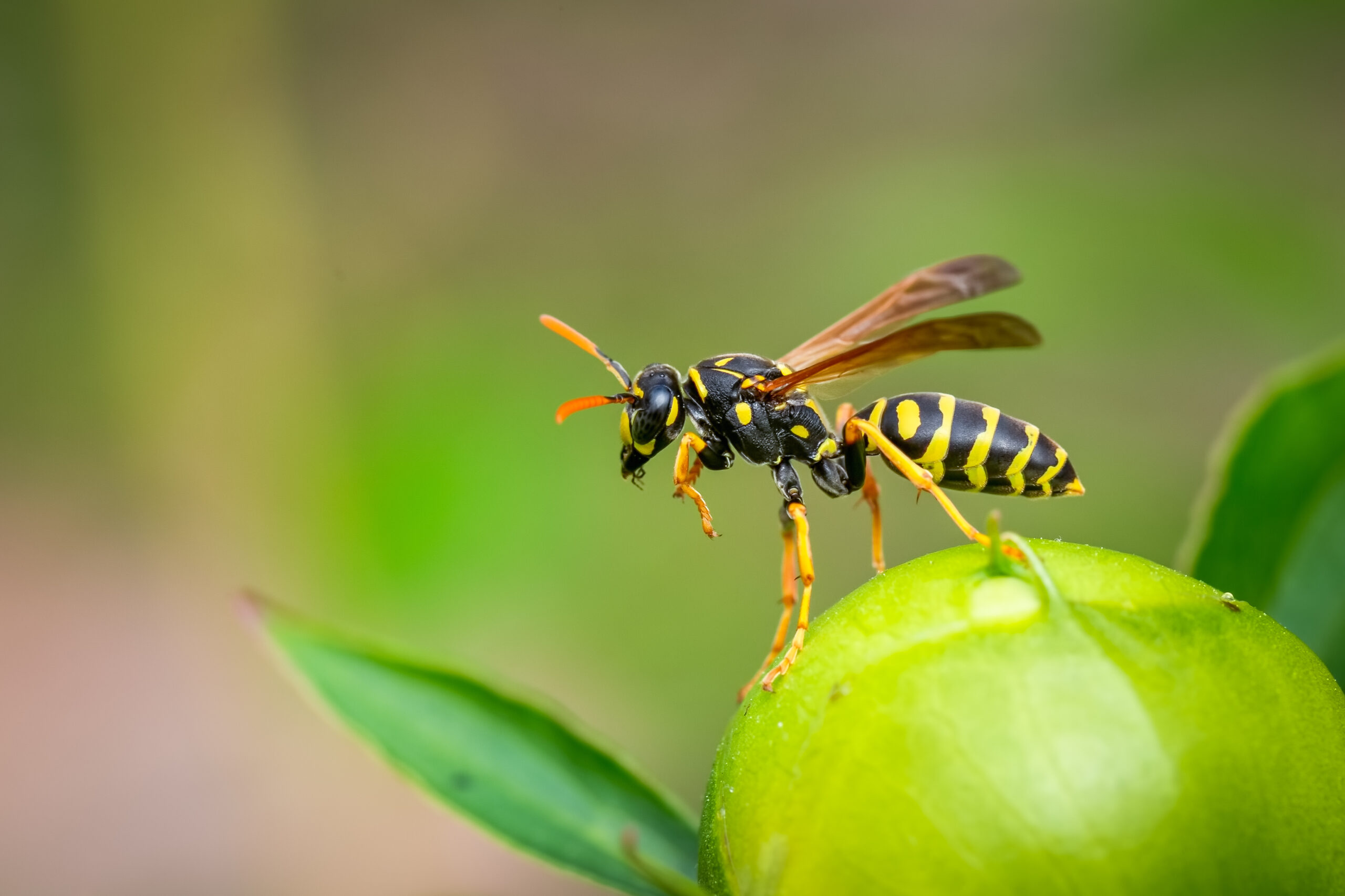 Pest Control Scottsdale