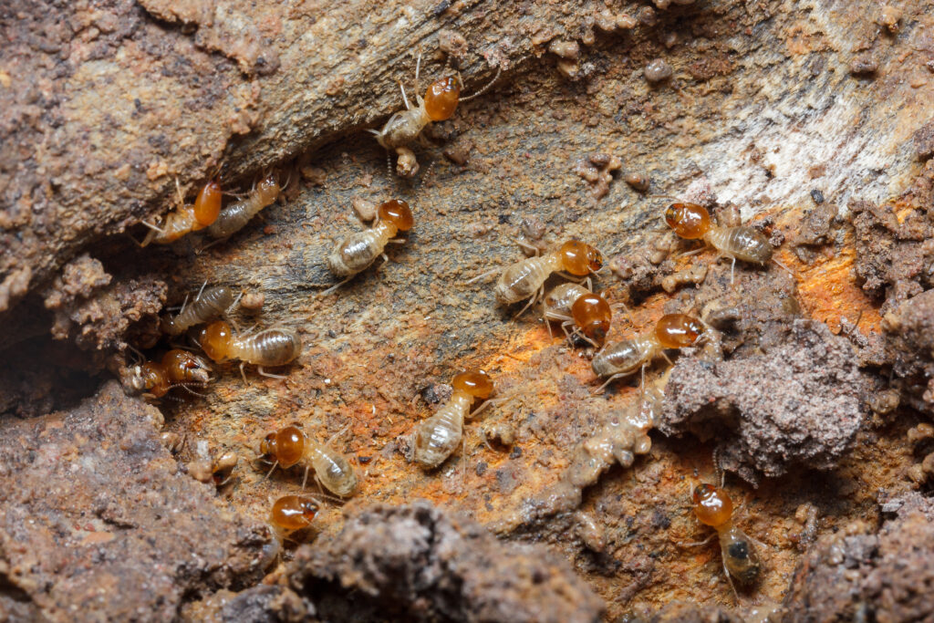 Termite Control Gilbert AZ